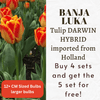 Banja Luka Tulip Darwin Hybrid Bulbs