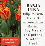 Banja Luka Tulip Darwin Hybrid Bulbs