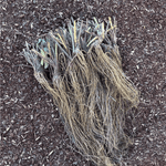 Mara des Bois Strawberry Roots