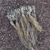 Everbearing Strawberry Roots