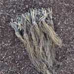 Everbearing Strawberry Roots