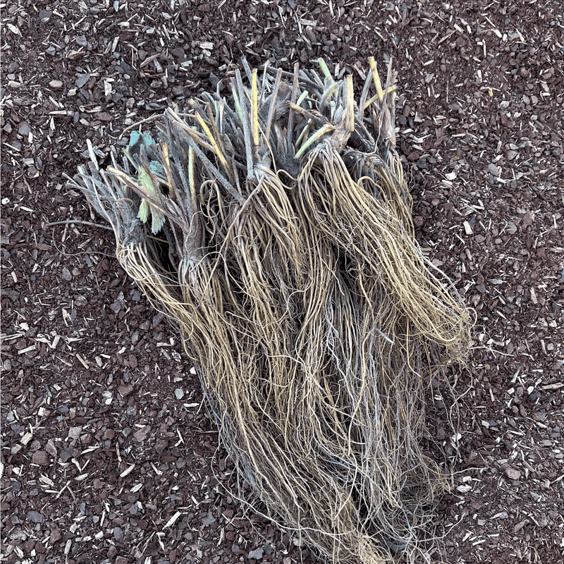 Everbearing Strawberry Roots