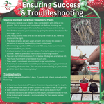 ensuring good strawberry roots