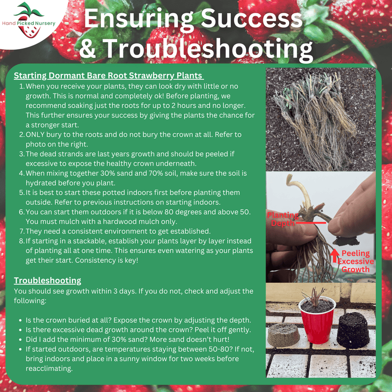 ensuring good strawberry roots