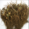 Earliglow June Bearing Strawberry Plants - BUY 4 GET 1 Free - Non GMO - Free Shipping