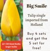 Big Smile Tulip Bulbs