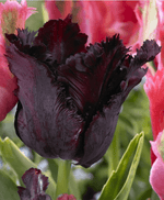 Black Parrot Tulip Bulbs for Sale