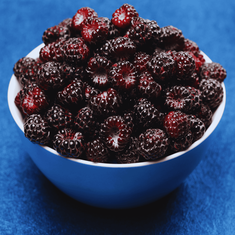 black raspberry harvest