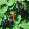 Black Raspberry Plant