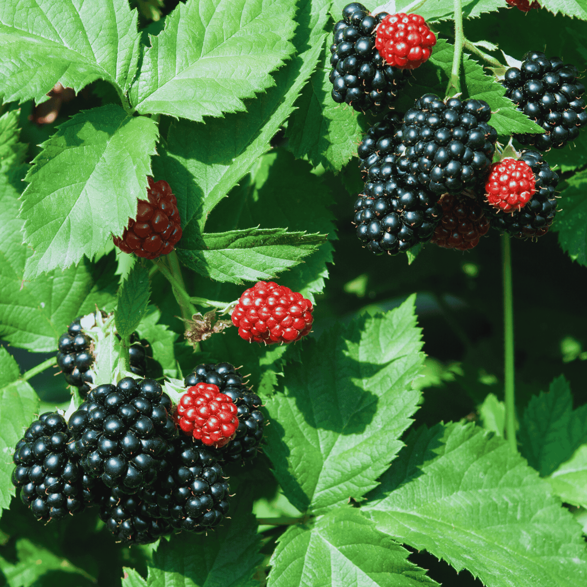 Jewel Black Raspberry Plant | Non-GMO Bare Root Plug | Early-Season Sw ...