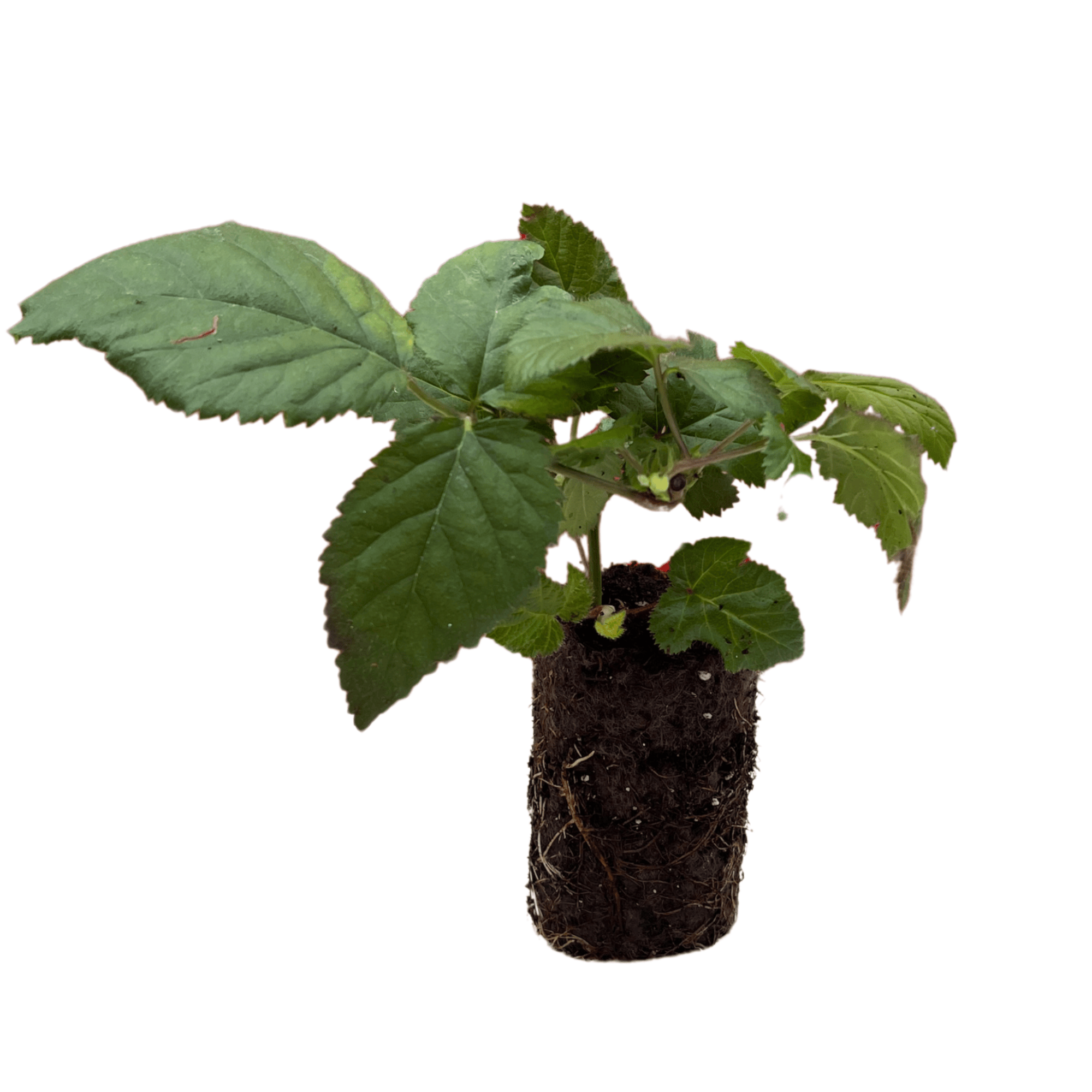 Mac Black Raspberry Plug Plants – Late-Season Variety | Sweet, Firm Be ...