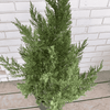 Blue Point Juniper Potted Plant