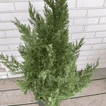 Blue Point Juniper Potted Plant