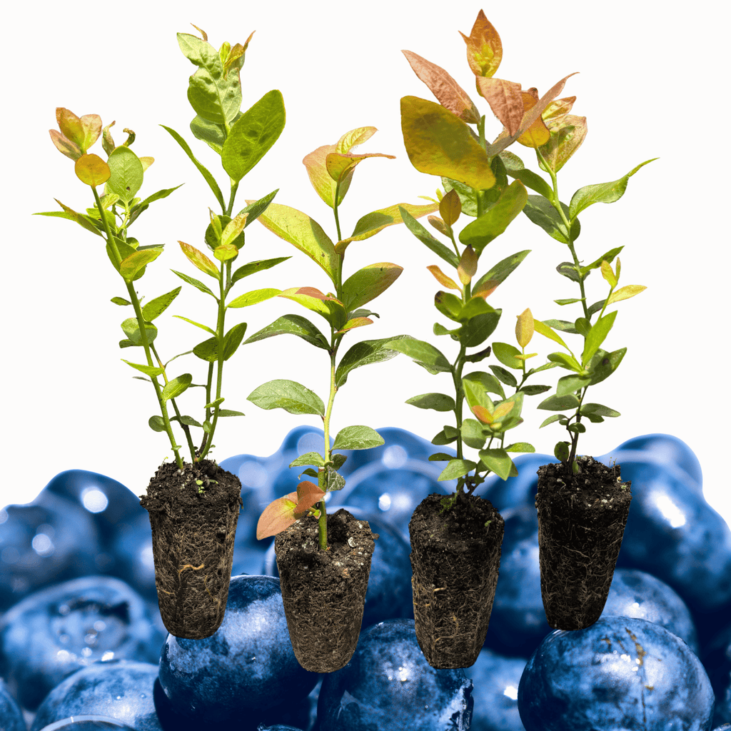 Bare Root Blueberry Plants for Sale | Sweet, Hardy & Productive – Hand ...