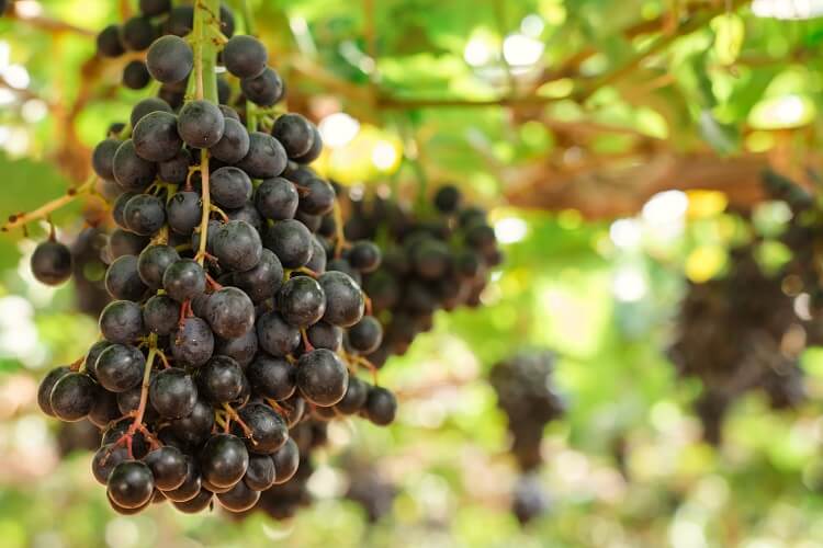Bluebell Grape Vine