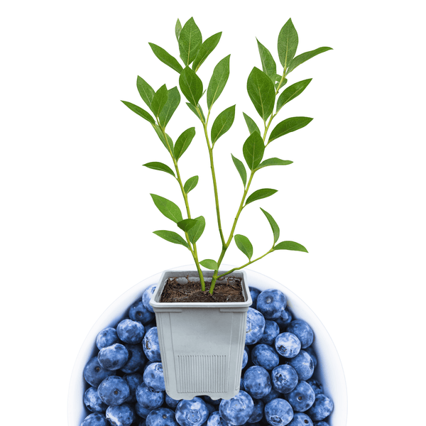 Bluecrop Blueberry Plant (1 Liter Pot) | Northern Highbush Variety | R   Hand Picked Nursery