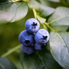 Bluejay Blueberry Plant (3-Year-Old Bare Root) | Firm, Flavorful Mid-Season Variety | Zones 4–7 | Hand Picked Nursery