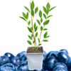Blue Ray Blueberry Plant (3-Year-Old Bare Root) | Sweet, High-Yield Berries | Hardy Zones 4–7 | Hand Picked Nursery