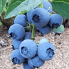 Blue Ray Blueberry Plant (3-Year-Old Bare Root) | Sweet, High-Yield Berries | Hardy Zones 4–7 | Hand Picked Nursery