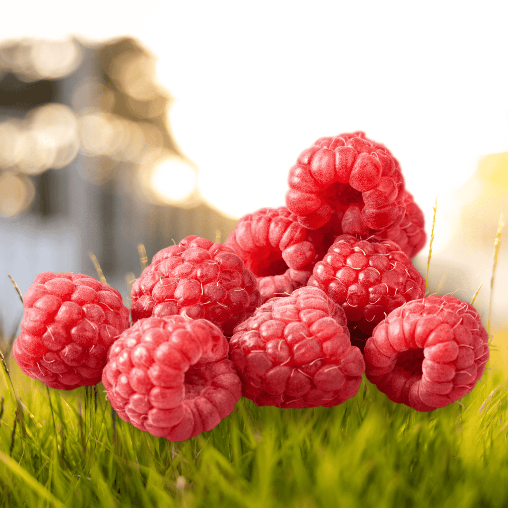 boyne red raspberry bareroot plant