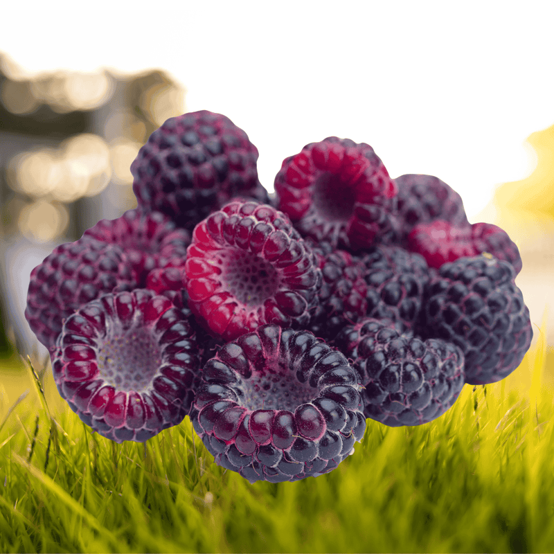Bm Black Raspberry Bristol Black Raspberry Bare Root Plants | Early-Ripening, Sweet & Fir ...