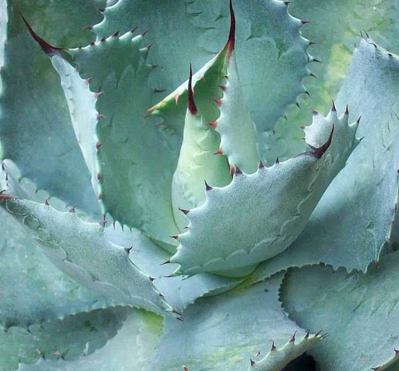 Butterfly Agave