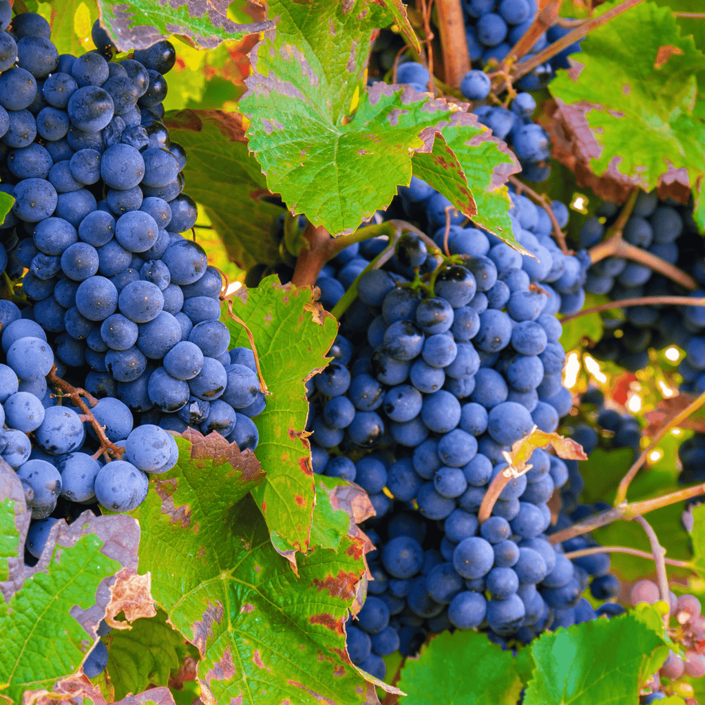 Cabernet Sauvignon Grape Vines