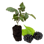 caddo thornless blackberry plug