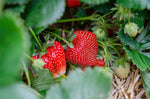 Camarosa Strawberry Plants