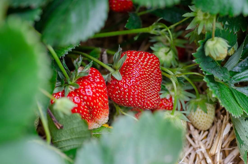 Camarosa June Bearing Strawberry plants BUY 4 GET 1 Free Non GMO