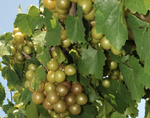 Muscadine Wine Collection - 1 each - Personal Vineyard Collection for Wine Enthusiasts: Muscadine Varieties