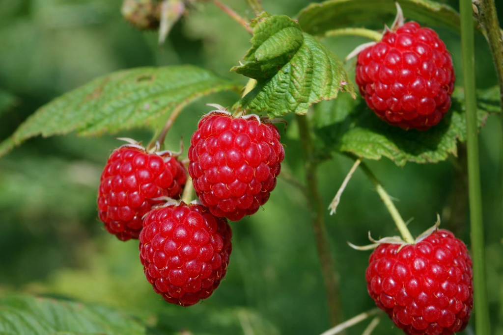Caroline red raspberries upclose