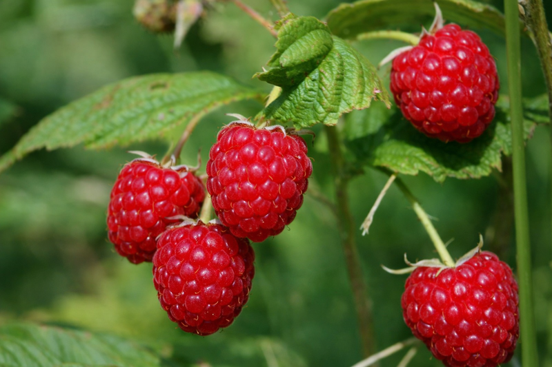 Caroline Raspberry Plants | Non-GMO Red Raspberry Bare Root Canes | Ha ...