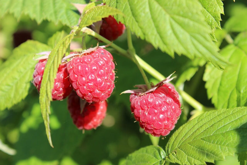 Caroline Raspberry Plants