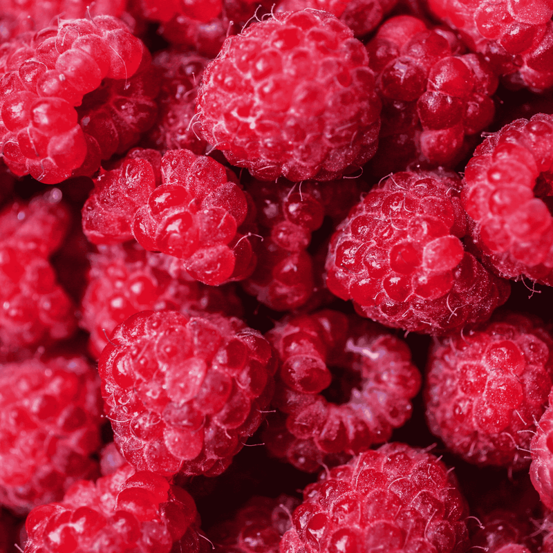 carolina red raspberry bareroot plant