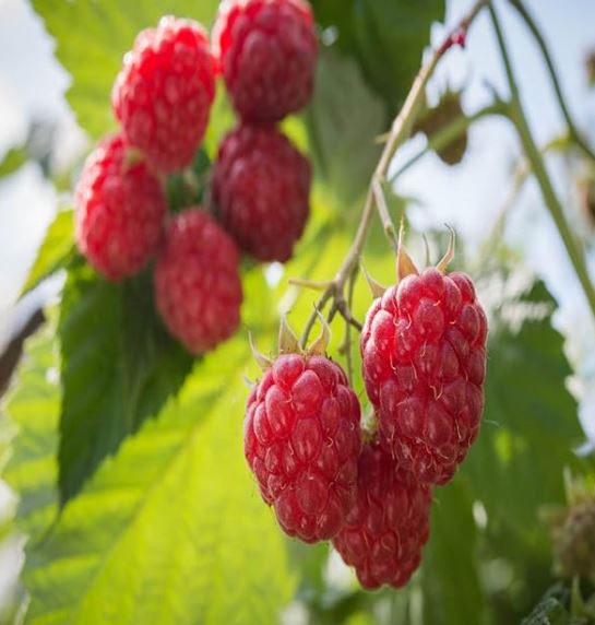 1 Gallon Potted Joan Red Raspberry Plant - NON GMO - Buy 3 Get 1 FREE