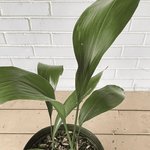Cast Iron potted Plant