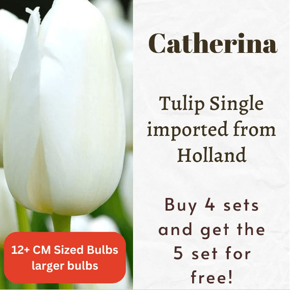 Catherina Tulip Bulbs