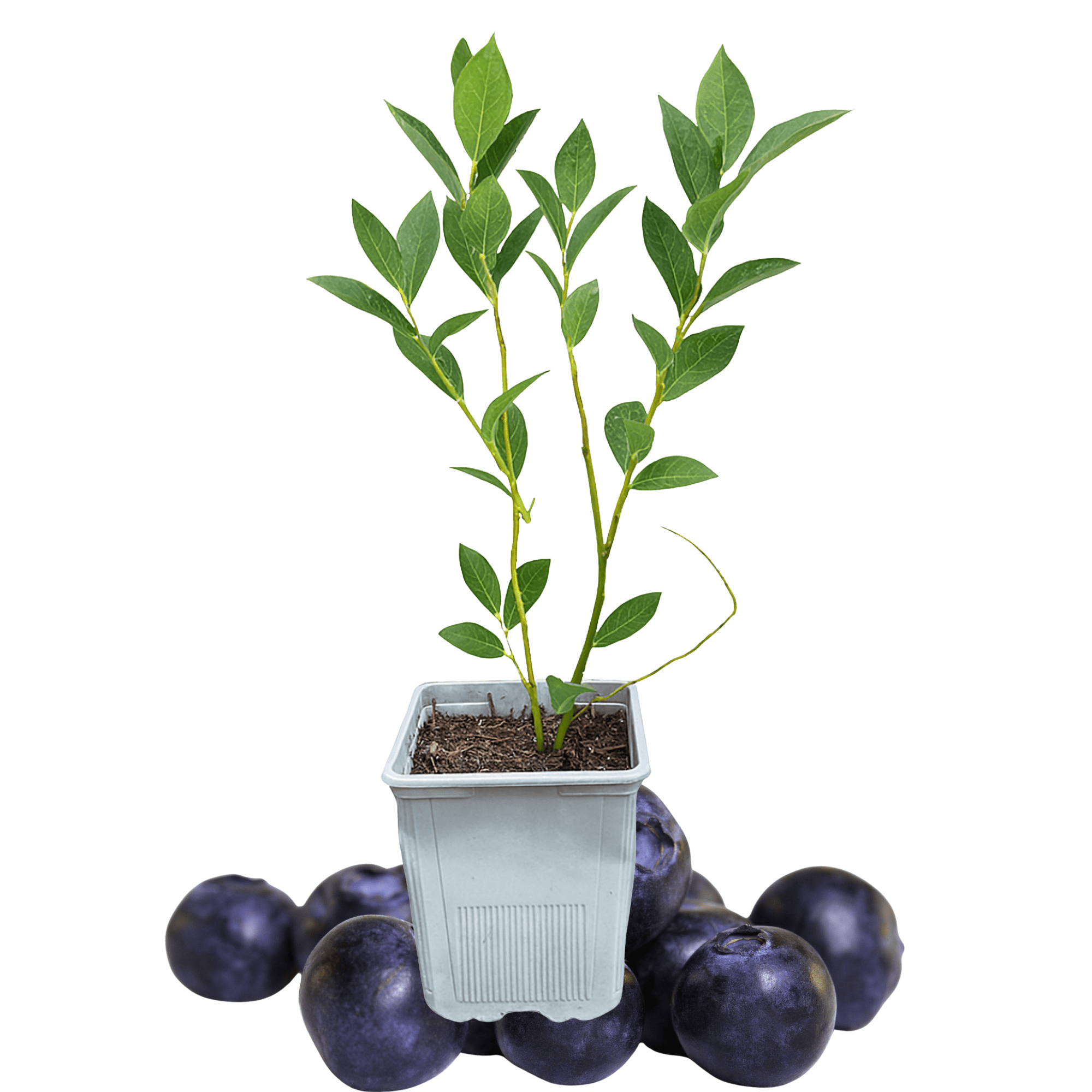 potted blueberry plants for sale Chandler Blueberry Plant | 1 Liter Pot