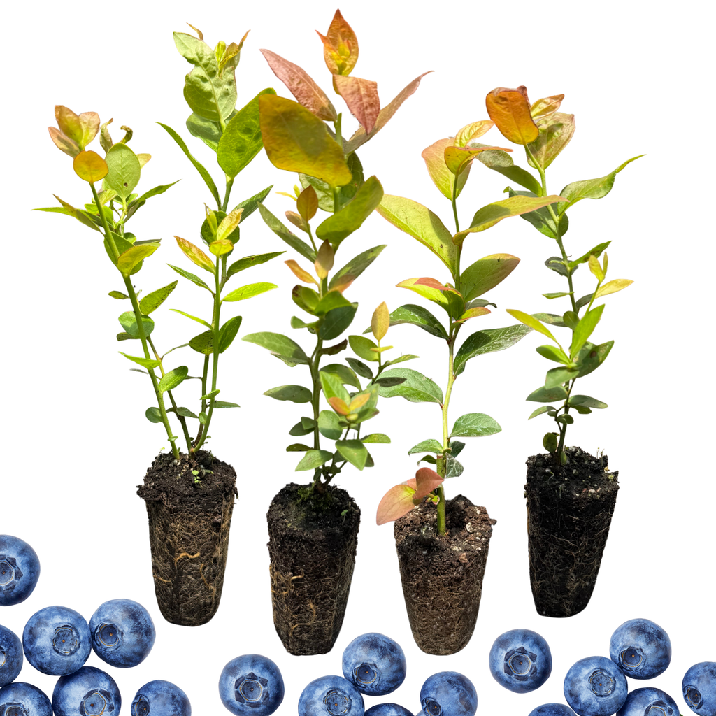 Bare Root Blueberry Plants for Sale | Sweet, Hardy & Productive – Hand ...