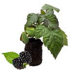 chester blackberry plugs