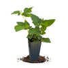 Chester Thornless Blackberry Plant - 1-Gallon Potted Plant