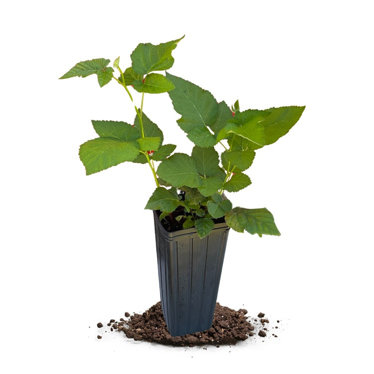 Chester Thornless Blackberry Plant - 1-Gallon Potted Plant