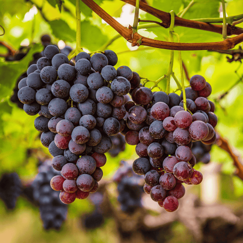 Concord Grape Vine