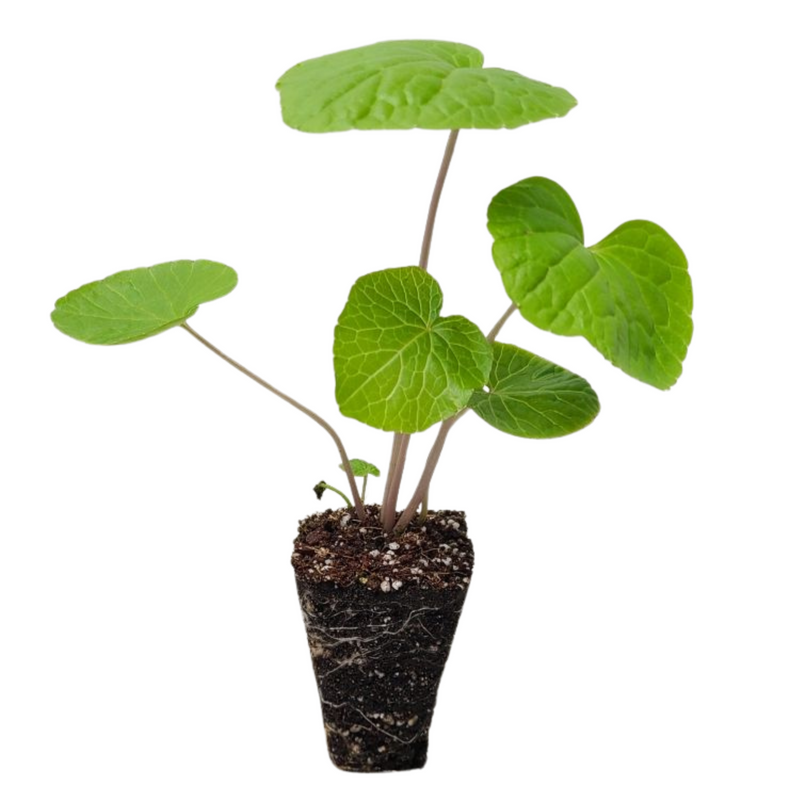 1 Shogun, 1 Orochi, 1 Akaoni Wasabi Variety Pack - 'Eutrema japonicum'
