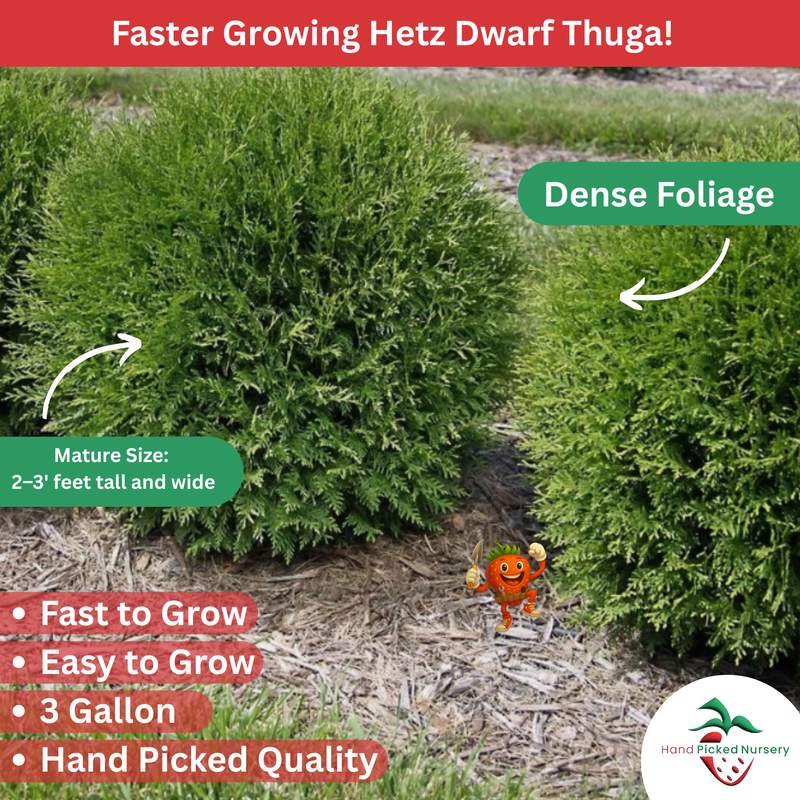 Dwarf Arborvitae (Thuja occidentalis ‘Hetz’) - 30Gallon Potted Plant - Live Plant from Hand Picked Nursery (Copy)