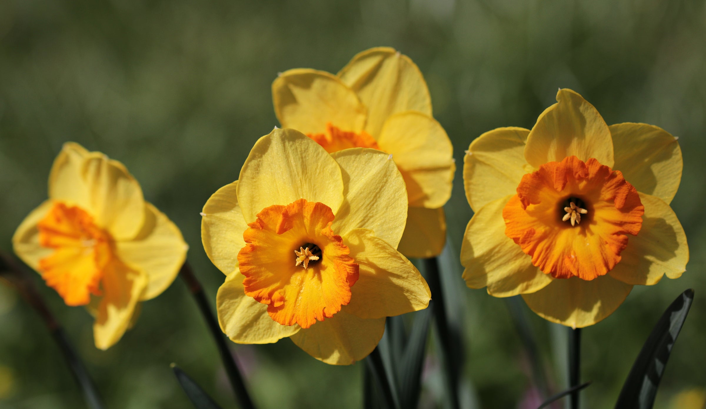 Daffodil Large Cupped 'Tickled Pinkeen' | Premium 12/14 cm