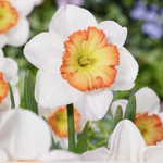 Daffodil Large Cupped 'Amanda's Finest'