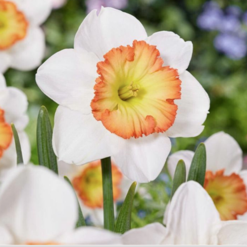 Daffodil Large Cupped 'Amanda's Finest'