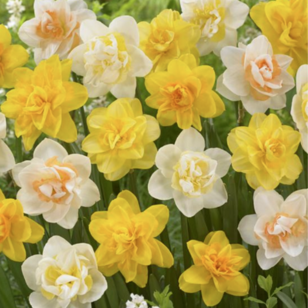 daffodil double mixture